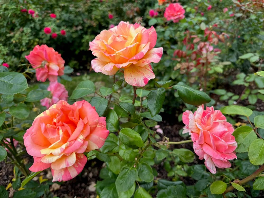 Rosa 'Peach Swirl' (Peach Swirl Hybrid Tea Rose) — Northwest Blooms